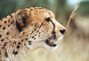 "Cheetah, Namibia"